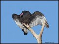 _2SB7169 turkey vulture